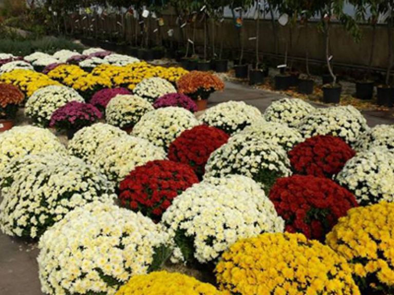 Servizi di Giardinaggio Celano L’Aquila