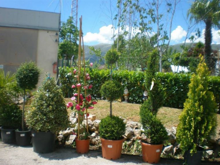 Progettazione giardini